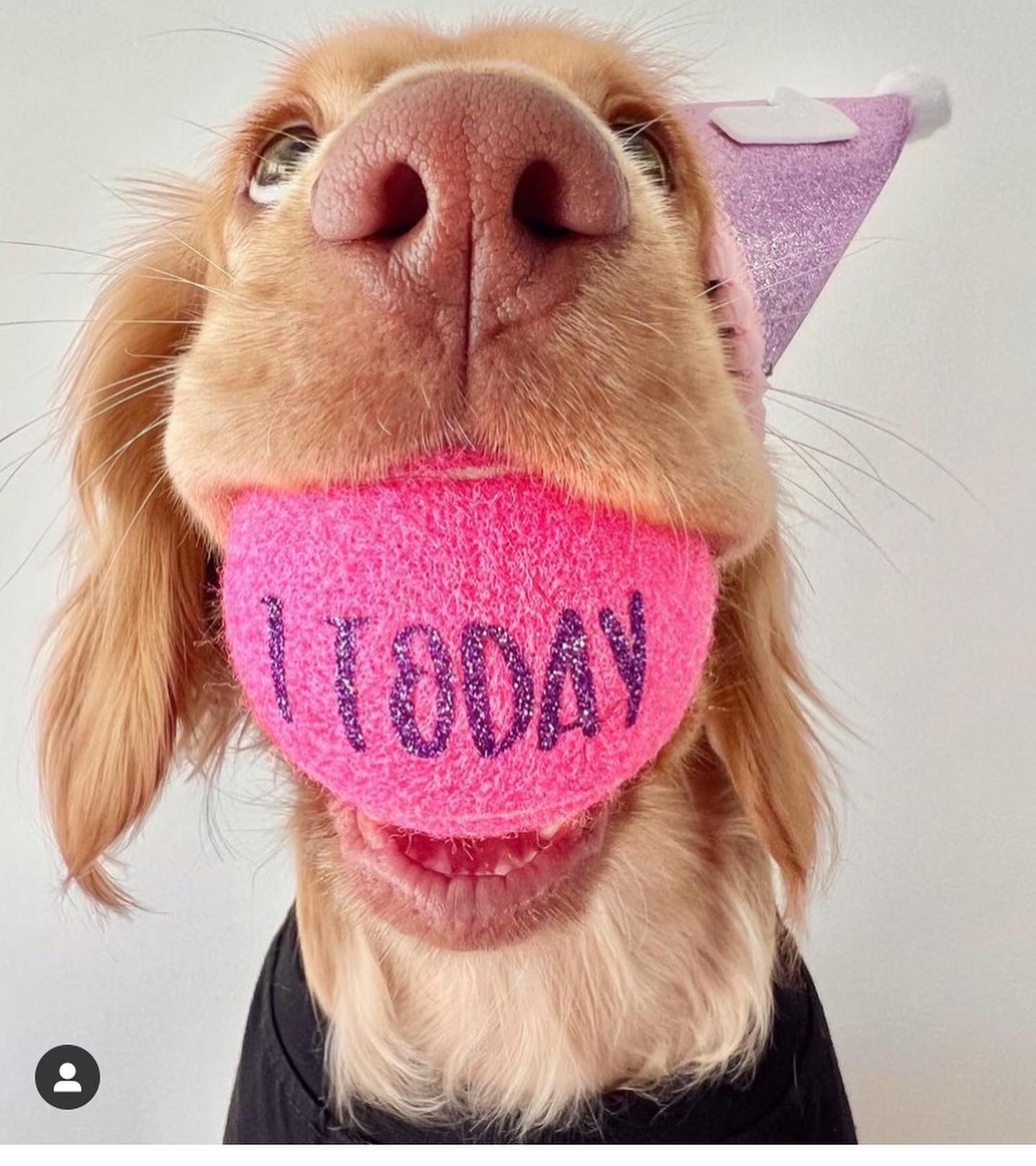 NTB - Personalised Dog Balls - PINK Edition